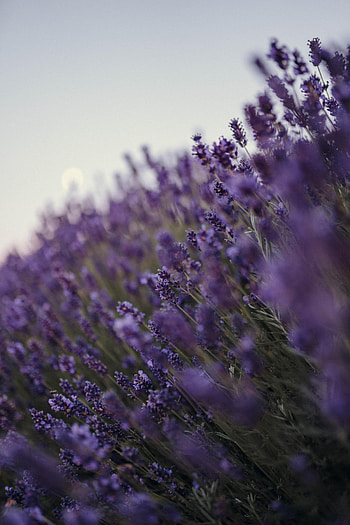 Lavender, Flowers, Violet, Purple, Wildflowers HD phone wallpaper