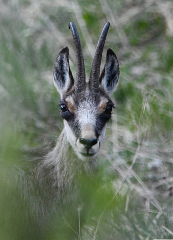 Chamois species, Age of the mountain, Alpine grace, Charismatic wild animals HD phone wallpaper