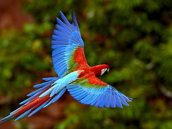 Bird in flight, Macaws and parrots, Colorful plumage, Captivating wingspan HD wallpaper