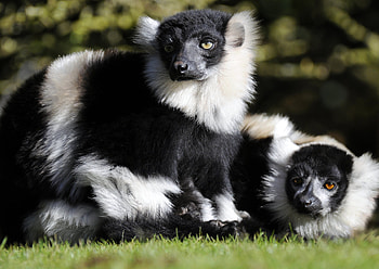 100 lemur , Diverse collection, Unique personalities, Abundant options HD wallpaper