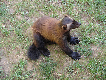 Wolverine animal, Unusual animals, Baby animals, Gulo gulo HD wallpaper