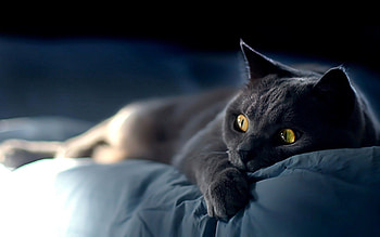Animals, Cat, Lie, To Lie Down, Fear, British, Funky, Frightened, Smoky HD wallpaper