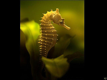 Sea-horse, sea, animal, horse, nature, fish, water HD wallpaper
