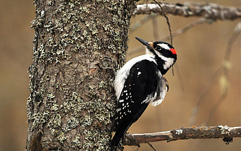 The hairy, Woodpecker HD wallpaper