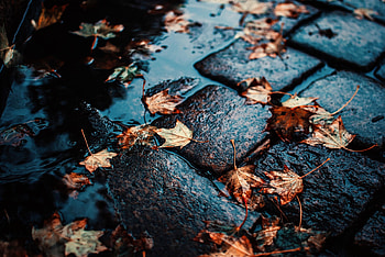 Street, wet leaf, maple, autumn, water HD wallpaper