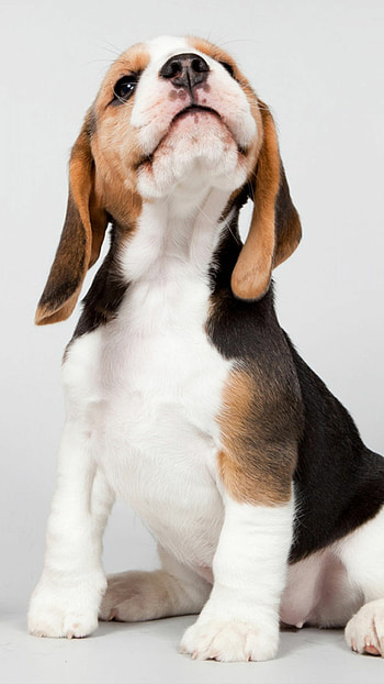 Puppy, Beagles HD phone wallpaper