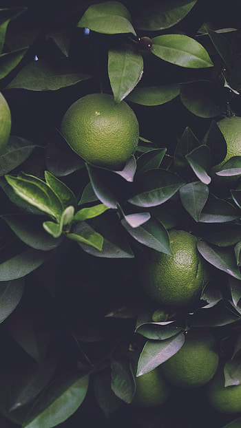 Green Aesthetic, Green Orange HD phone wallpaper