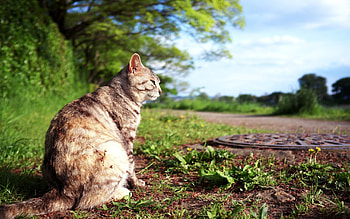Animals, Cats HD wallpaper