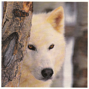 Wolf watching, white, watching, wolf, tree HD wallpaper