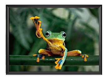 FRAMED FROGS, FROG, NATURE, FRAMED HD wallpaper