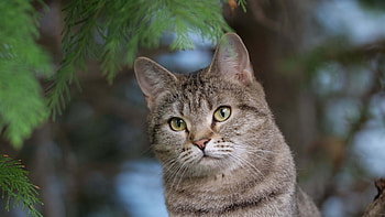 Light Yellow Eyes Cat With Stare Look In Blur Background Cat HD wallpaper