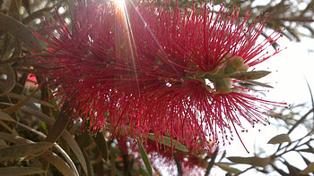 Natural Flower, Nature, Flower, Realastic, Red HD wallpaper