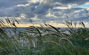 Bentgrass by Sea, sea, bentgrass, clouds, Latvia, beach HD wallpaper