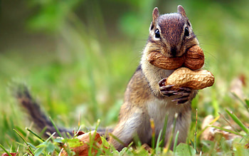 Squirrel , Beautiful and vibrant, Nature's wonders, Forest HD wallpaper