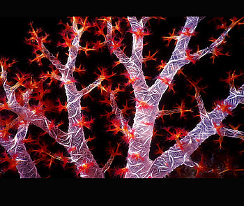Soft coral, coral, red HD wallpaper
