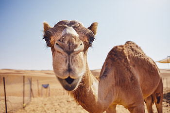 Desert survival, Waterless weeks HD wallpaper