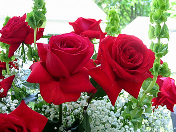 Plants, Flowers, Roses HD wallpaper