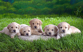 Animals, Grass, To Lie Down, Lie, Puppies, Labradors, Multitude, Lots Of HD wallpaper