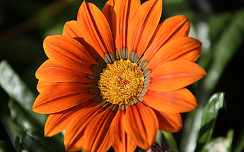 Flower, one, beautiful, nature, flowers, orange HD wallpaper