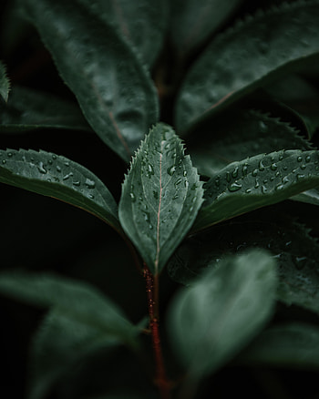 Nature, Leaves, Plant, Macro, Branch HD phone wallpaper