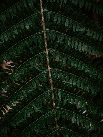 Macro, Dark, Fern, Sheet, Leaf, Carved HD phone wallpaper