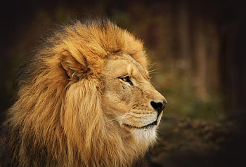 king, cat, lion, big HD wallpaper
