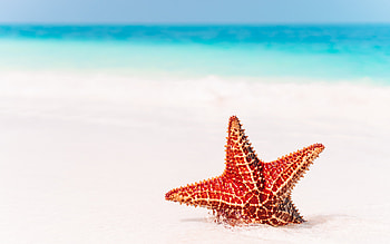 Red starfish beach, Summer travel, High quality HD wallpaper