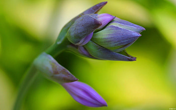 Flower, Macro, Petals, Stem, Stalk HD wallpaper
