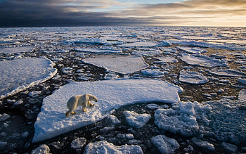 polar bear, polar, bear, ocean, ice HD wallpaper