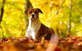 Animals, Grass, Autumn, Leaves, Dog, Sight, Opinion HD wallpaper