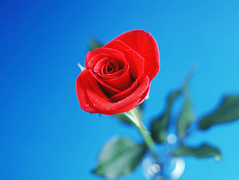 Plants, Flowers HD wallpaper