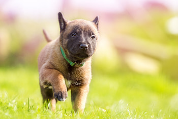 Animals, Dog, Puppy, Collar HD wallpaper