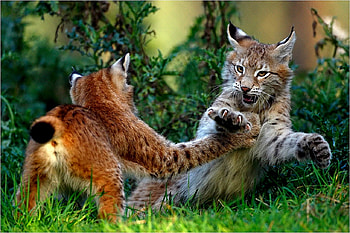 PLAYFUL LYNX, two, playing, lynx, cats, wild HD wallpaper