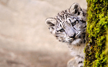 Animals, Snow Leopard, Wood, Young, Tree, Muzzle, Joey, Peek Out, Look Out HD wallpaper