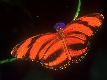 Tiger Stripes, tiger striped butterfly, purple flower HD wallpaper