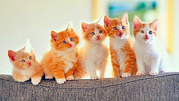 Top cat backgrounds, Impressive cat graphics, able cat , Best cat HD wallpaper
