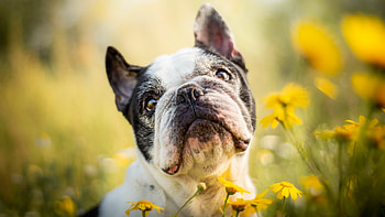 French Bulldog, Ultra , Background , High resolution HD wallpaper