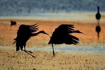 Sunset Herons, herons, birds, cranes, sunset, beach HD wallpaper