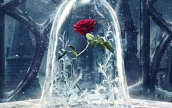Beauty and the Beast (2017), blue, white, poster, disney, beauty and the beast, rose, fantasy, flower, movie, red, 2017 HD wallpaper