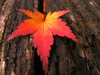 Autumn Leaf, autumn, leaf, beautiful HD wallpaper