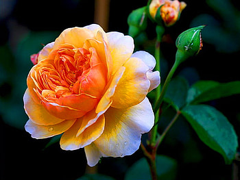 Touch of autumn, white, green, peony, orange, bloom, gold HD wallpaper