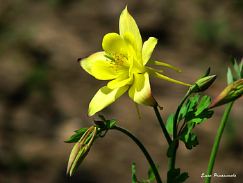Plants, Flowers HD wallpaper