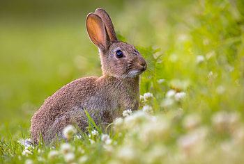 Rabbit, hare, animal, nature HD wallpaper