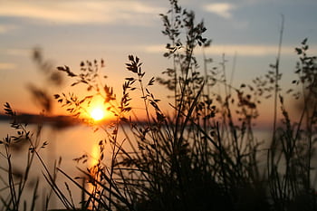 Peaceful view of grass silhouette with a vibrant sunset over water. HD wallpaper
