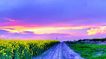 Spring Sunset, rape, field, blossoms, landscape, colors, clouds, road, sky HD wallpaper