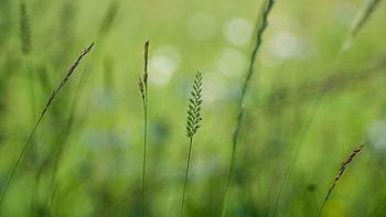 Grass, Background, Macro, Light, Light Coloured, Blurred, Greased HD wallpaper
