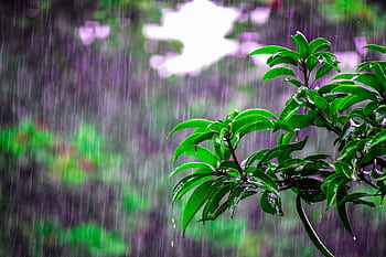 Lush green leaves drenched in monsoon rain create a vivid scene of nature's beauty. HD wallpaper
