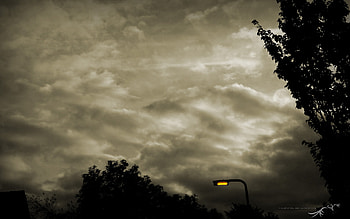 light petal, night, light, petal, street light HD wallpaper