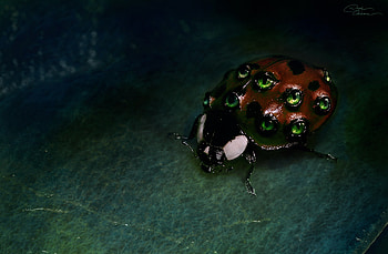 Horror, Plant, Animal, Ladybug, Dark, Eye, Macro, hop HD wallpaper