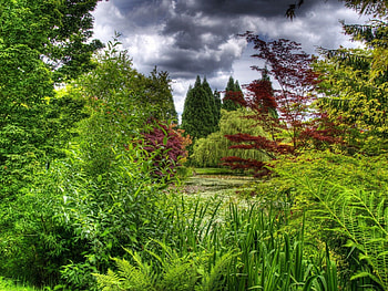 colorful forest, colorful, sky, forest, tree HD wallpaper